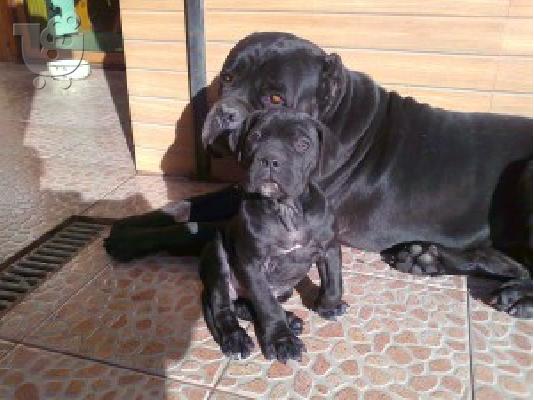 cane corso